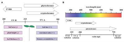 A Review of Strawberry Photobiology and Fruit Flavonoids in Controlled Environments